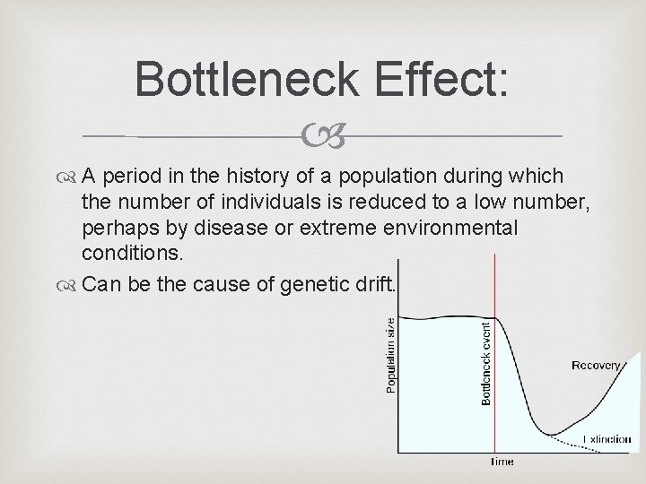Bottleneck Effect: A period in the history of a population during which the number Bottleneck Effect: A period in the history of a population during which the number