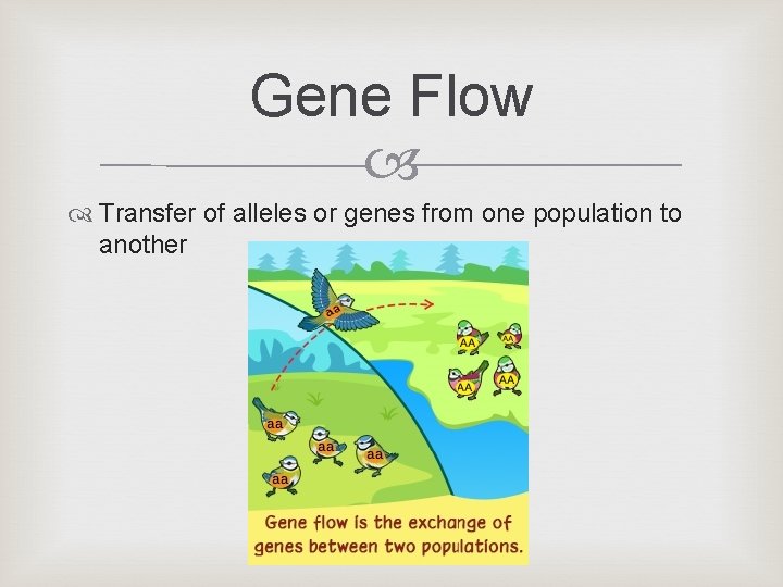 Gene Flow Transfer of alleles or genes from one population to another Gene Flow Transfer of alleles or genes from one population to another