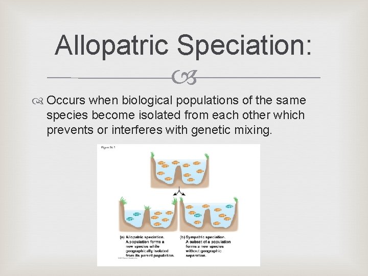 Allopatric Speciation: Occurs when biological populations of the same species become isolated from each Allopatric Speciation: Occurs when biological populations of the same species become isolated from each