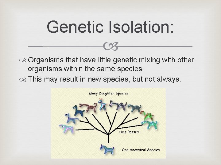 Genetic Isolation: Organisms that have little genetic mixing with other organisms within the same Genetic Isolation: Organisms that have little genetic mixing with other organisms within the same