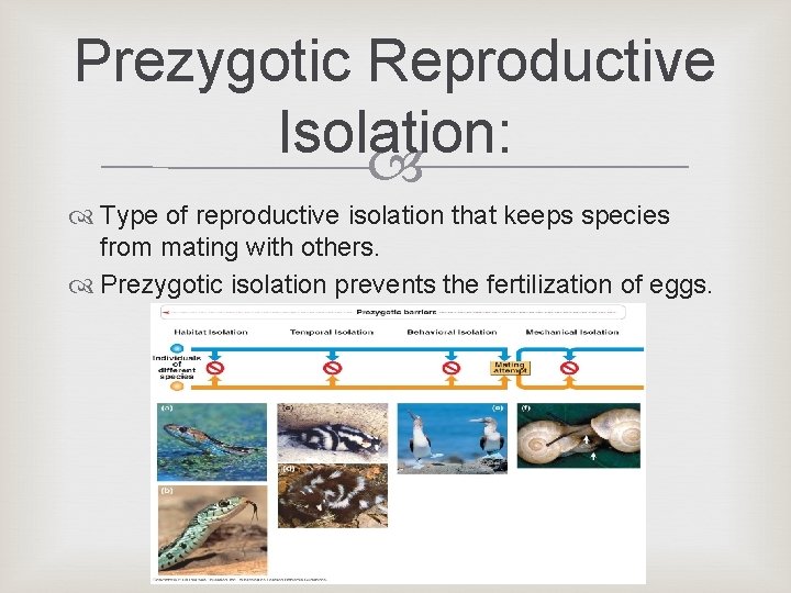 Prezygotic Reproductive Isolation: Type of reproductive isolation that keeps species from mating with others. Prezygotic Reproductive Isolation: Type of reproductive isolation that keeps species from mating with others.