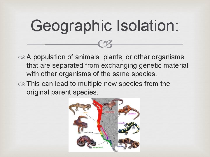 Geographic Isolation: A population of animals, plants, or other organisms that are separated from Geographic Isolation: A population of animals, plants, or other organisms that are separated from
