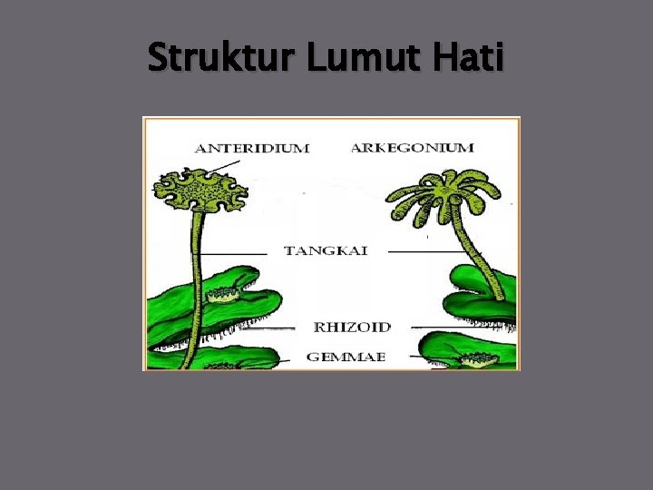 Struktur Lumut Hati 