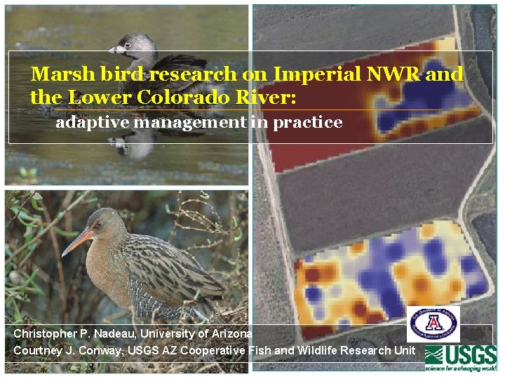 Marsh bird research on Imperial NWR and the Lower Colorado River: adaptive management in