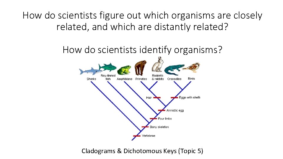 How do scientists figure out which organisms are closely related, and which are distantly