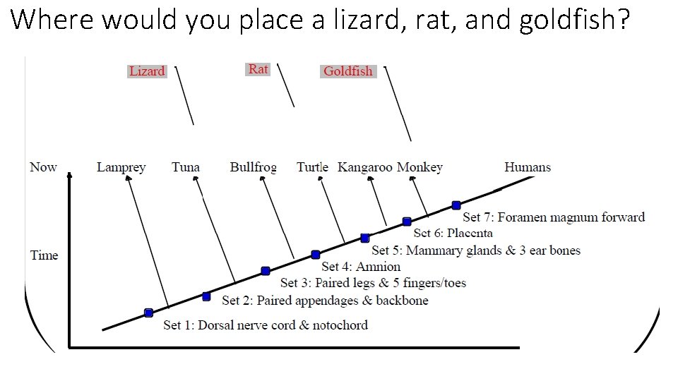Where would you place a lizard, rat, and goldfish? 