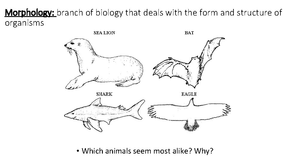 Morphology: branch of biology that deals with the form and structure of organisms •