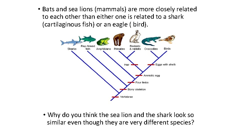  • Bats and sea lions (mammals) are more closely related to each other
