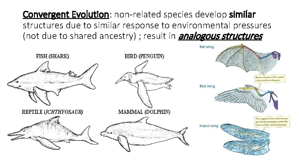 Convergent Evolution: non-related species develop similar structures due to similar response to environmental pressures
