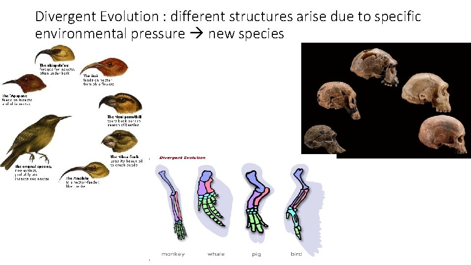 Divergent Evolution : different structures arise due to specific environmental pressure new species 