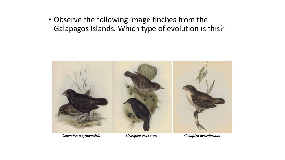  • Observe the following image finches from the Galapagos Islands. Which type of