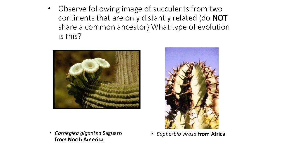  • Observe following image of succulents from two continents that are only distantly