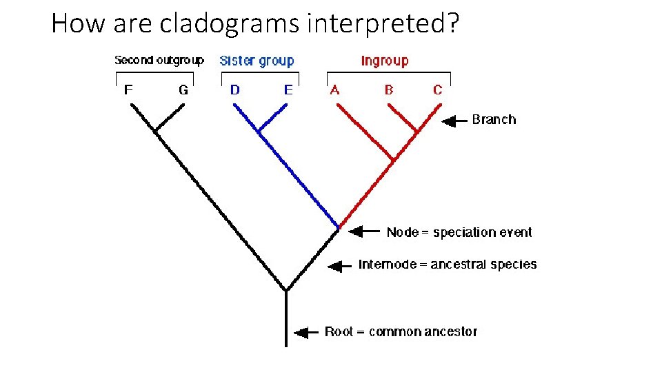 How are cladograms interpreted? 