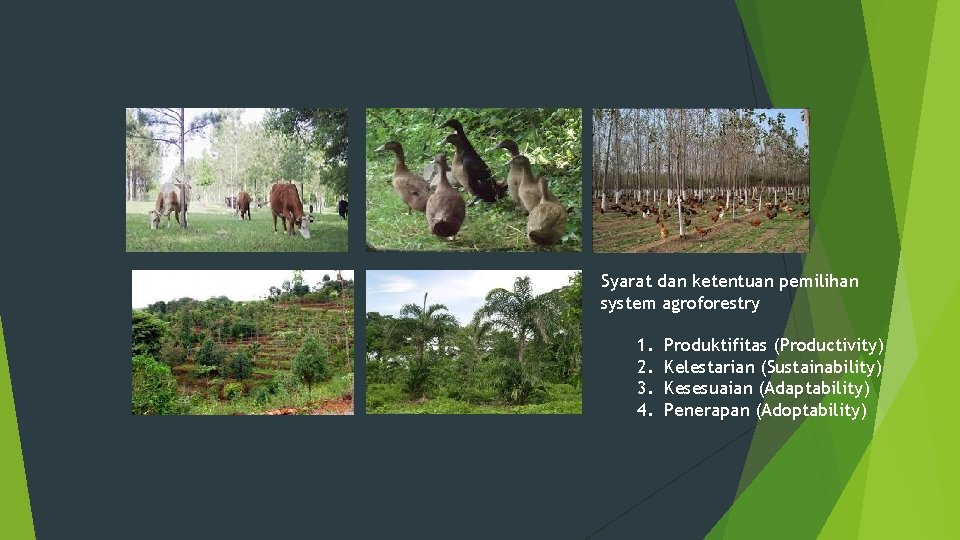 Syarat dan ketentuan pemilihan system agroforestry 1. 2. 3. 4. Produktifitas (Productivity) Kelestarian (Sustainability)