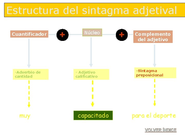 Estructura del sintagma adjetival Cuantificador -Adverbio de cantidad muy + Núcleo - Adjetivo calificativo