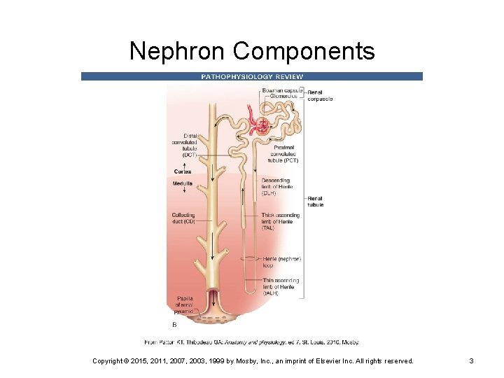 Nephron Components Copyright © 2015, 2011, 2007, 2003, 1999 by Mosby, Inc. , an