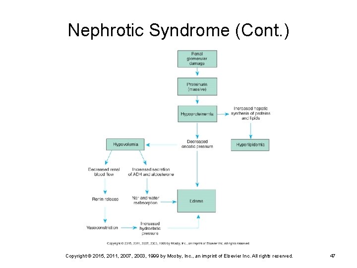 Nephrotic Syndrome (Cont. ) Copyright © 2015, 2011, 2007, 2003, 1999 by Mosby, Inc.