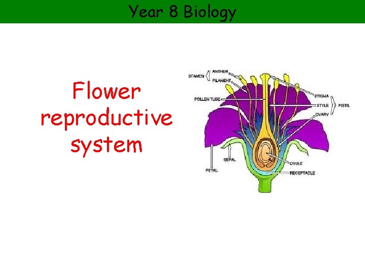 Year 8 Biology Flower reproductive system 