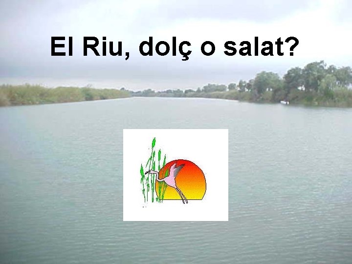 El Riu, dolç o salat? 