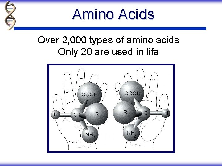 Amino Acids Over 2, 000 types of amino acids Only 20 are used in