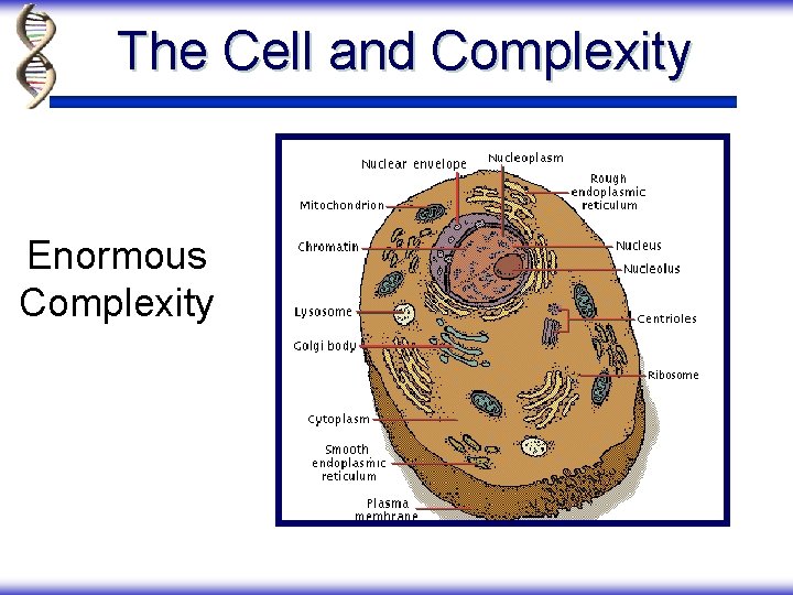 The Cell and Complexity Enormous Complexity 