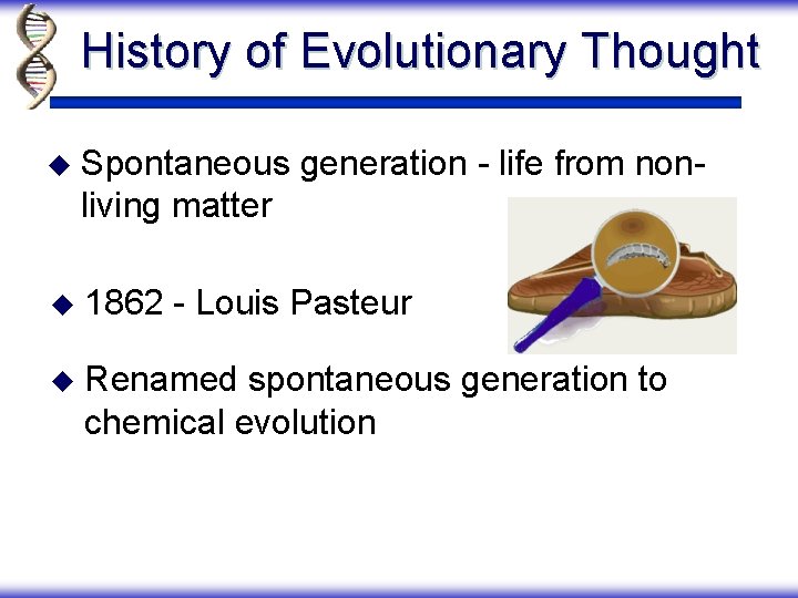 History of Evolutionary Thought u Spontaneous generation - life from nonliving matter u 1862