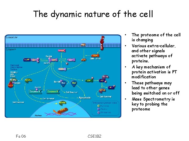 The dynamic nature of the cell • • • Fa 06 CSE 182 The