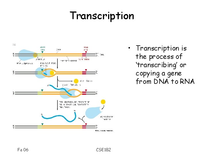 Transcription • Transcription is the process of ‘transcribing’ or copying a gene from DNA