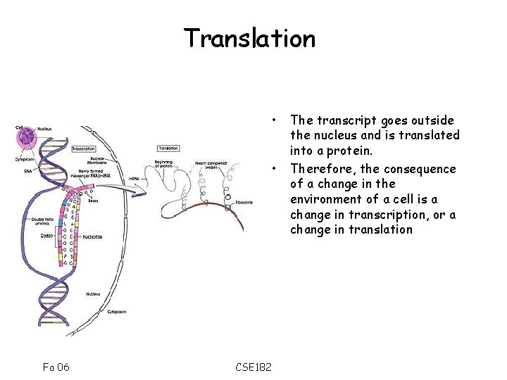 Translation • • Fa 06 CSE 182 The transcript goes outside the nucleus and