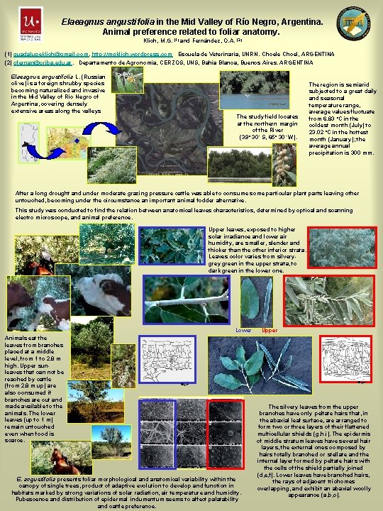 Elaeagnus angustifolia in the Mid Valley of Río Negro, Argentina. Animal preference related to