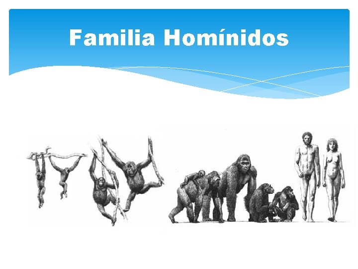 Familia Homínidos Familia Homínidos