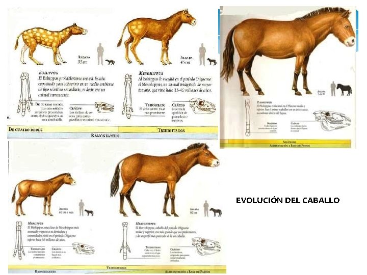 EVOLUCIÓN DEL CABALLO EVOLUCIÓN DEL CABALLO