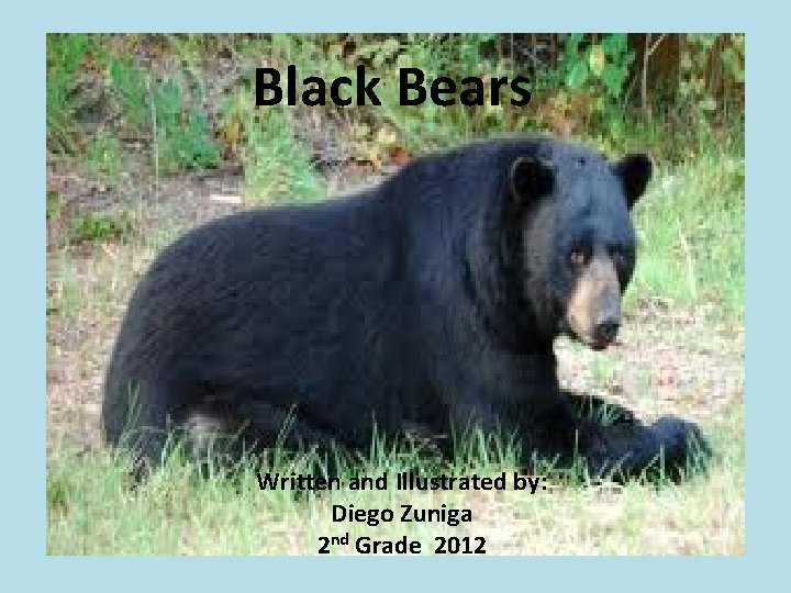 Black Bears Written and Illustrated by: Diego Zuniga 2 nd Grade 2012 