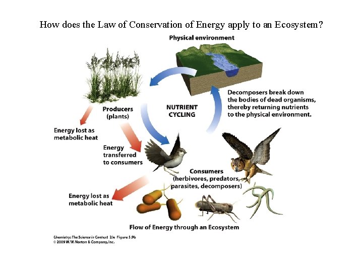 How does the Law of Conservation of Energy apply to an Ecosystem? 