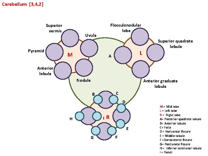 Cerebellum [3, 4, 2] Superior vermis Pyramid Flocculonodular lobe Uvula Superior quadrate lobule M