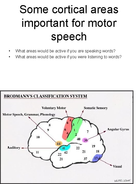 Some cortical areas important for motor speech • • What areas would be active