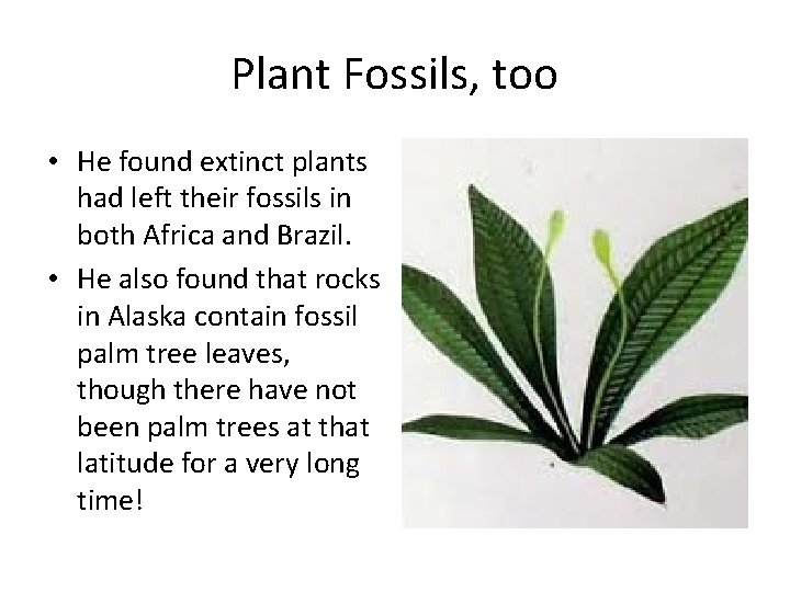 Plant Fossils, too • He found extinct plants had left their fossils in both