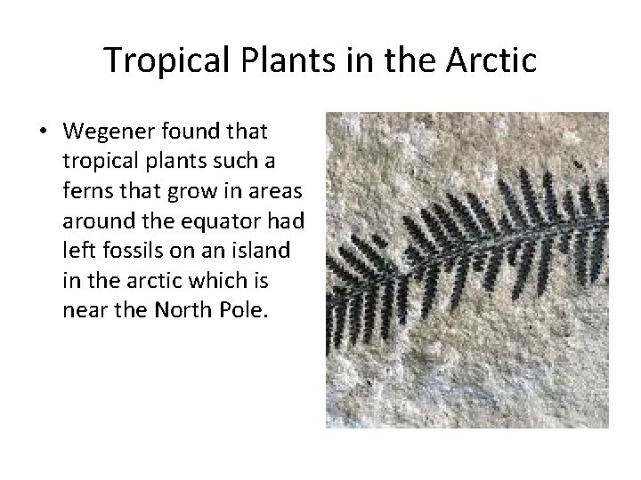 Tropical Plants in the Arctic • Wegener found that tropical plants such a ferns