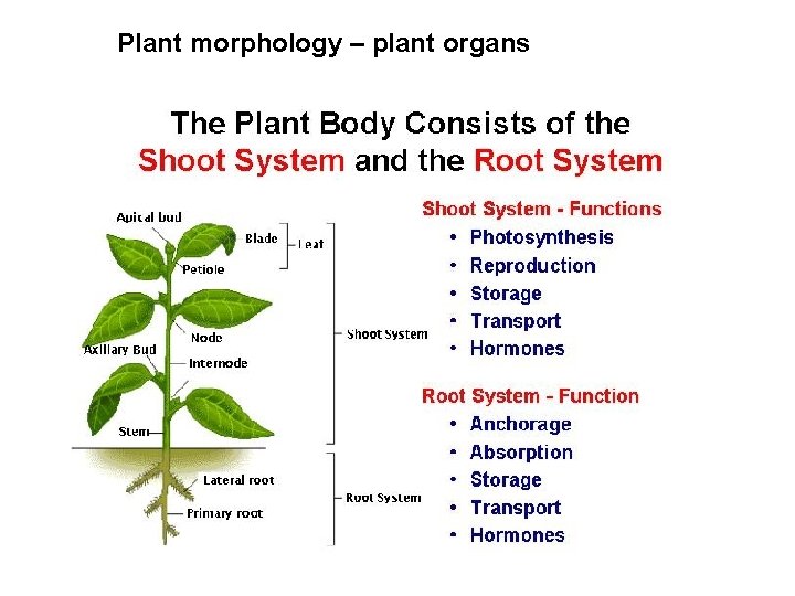 Plant morphology – plant organs 