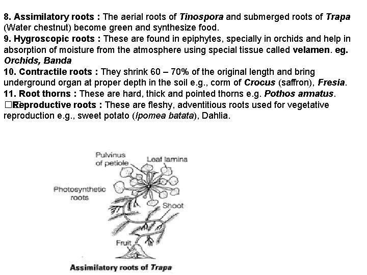 8. Assimilatory roots : The aerial roots of Tinospora and submerged roots of Trapa