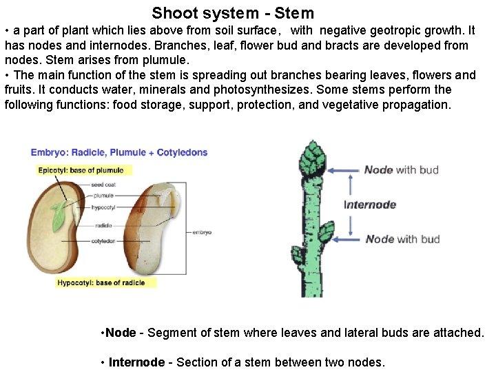 Shoot system - Stem • a part of plant which lies above from soil