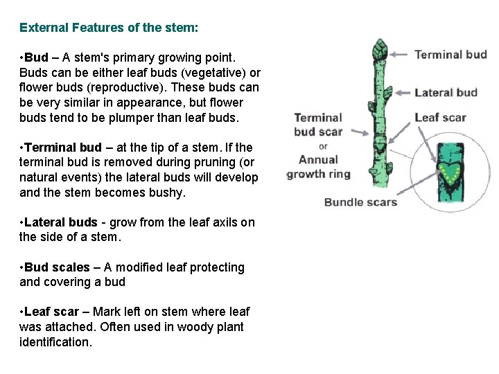 External Features of the stem: • Bud – A stem's primary growing point. Buds