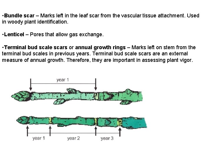  • Bundle scar – Marks left in the leaf scar from the vascular