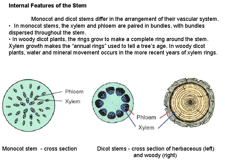Internal Features of the Stem Monocot and dicot stems differ in the arrangement of