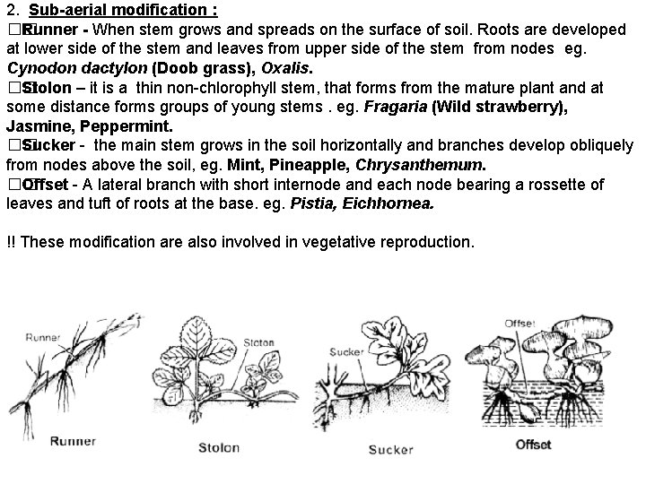 2. Sub-aerial modification : �� Runner - When stem grows and spreads on the