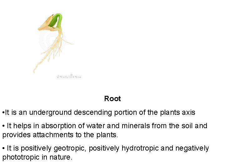 Root • It is an underground descending portion of the plants axis • It