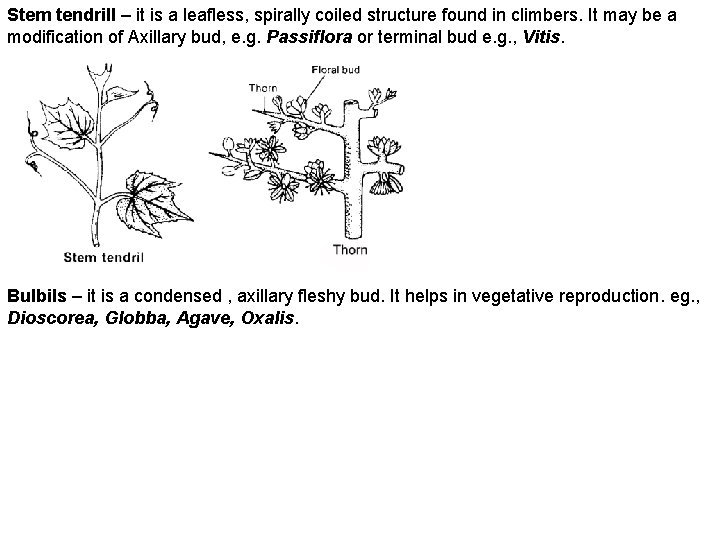 Stem tendrill – it is a leafless, spirally coiled structure found in climbers. It