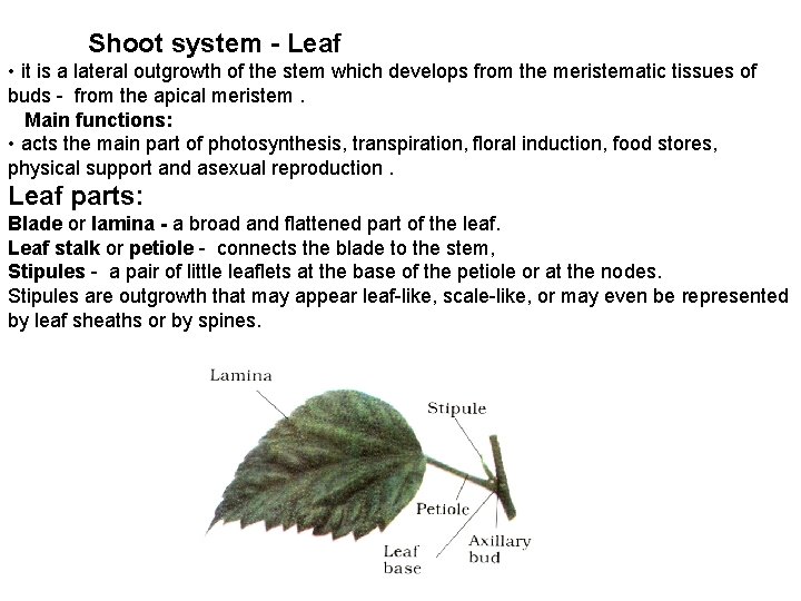 Shoot system - Leaf • it is a lateral outgrowth of the stem which