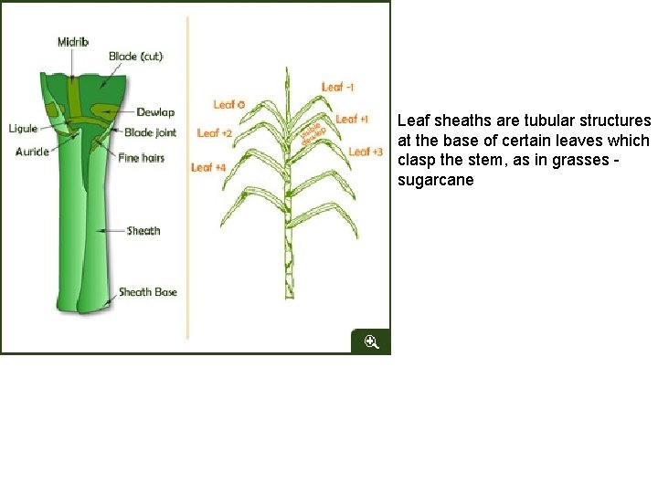 Leaf sheaths are tubular structures at the base of certain leaves which clasp the