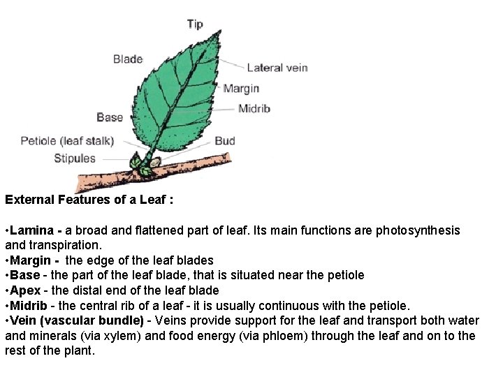 External Features of a Leaf : • Lamina - a broad and flattened part